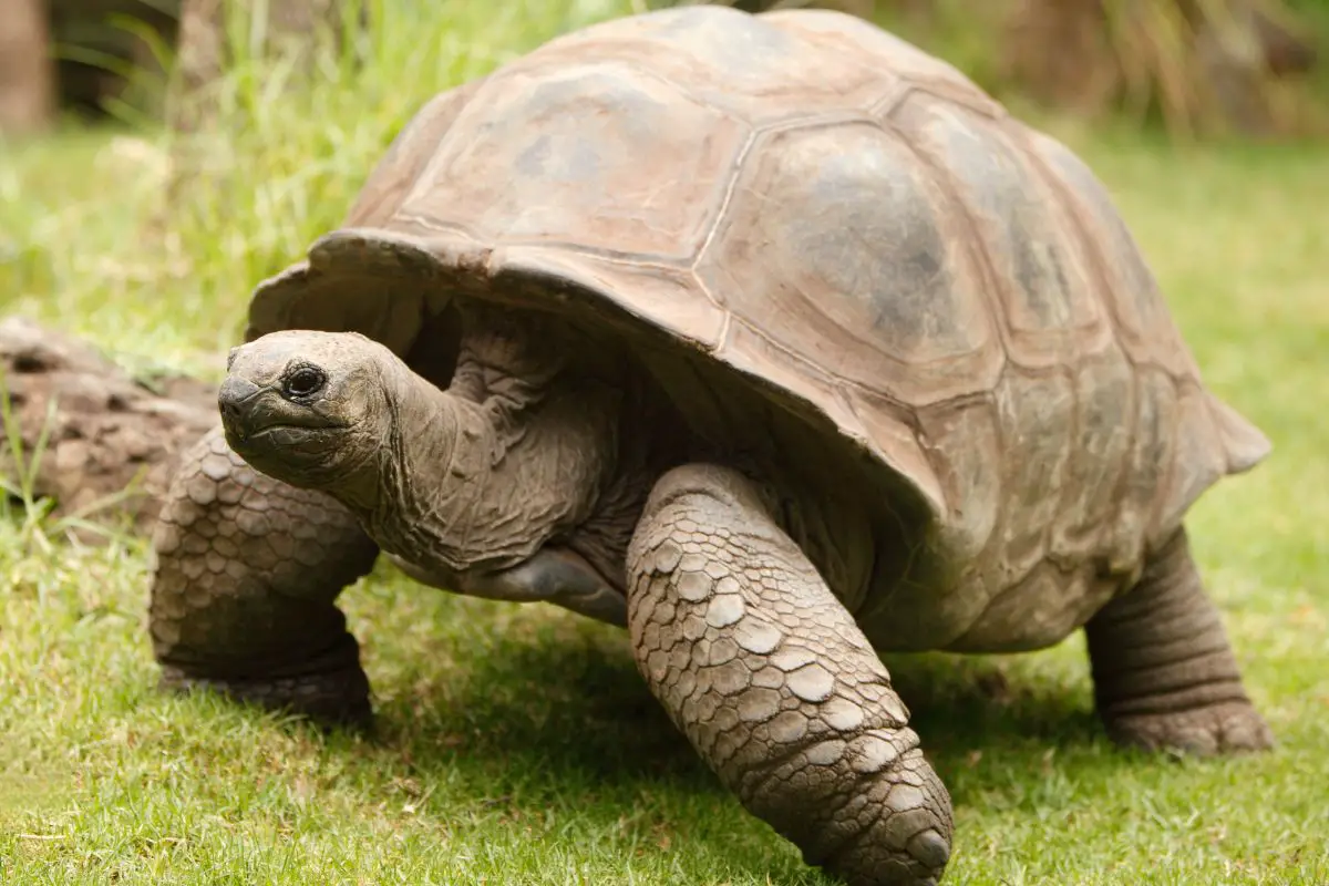 tortoise symbolism