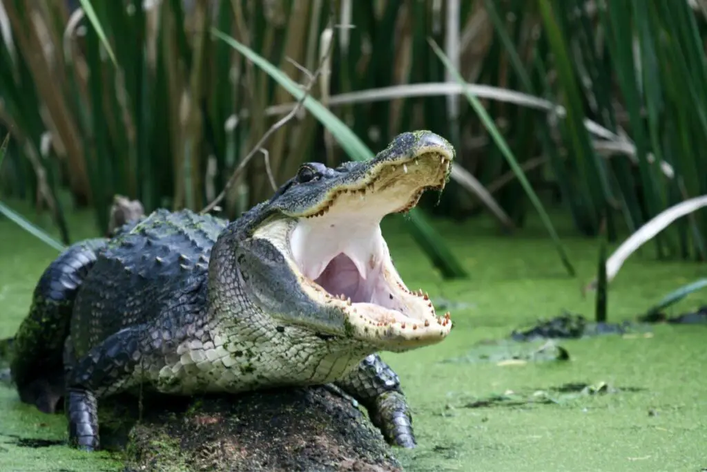 Alligator Spirit Animal