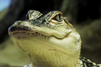 The Alligator Spirit Animal: Understanding Alligator Symbolism And Dream  Meanings - Spirit of Sapphire