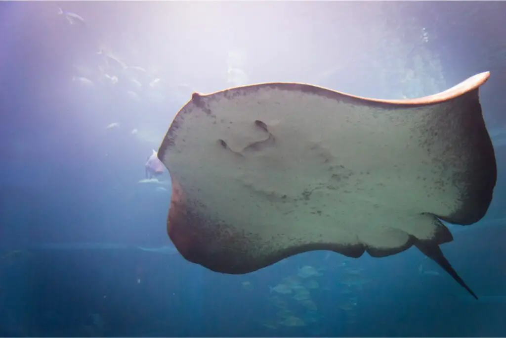 Stingray Dream Meaning