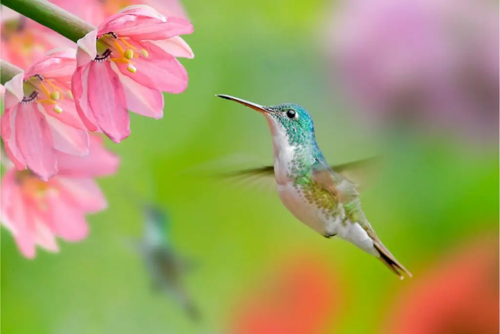 the hummingbird spirit animal