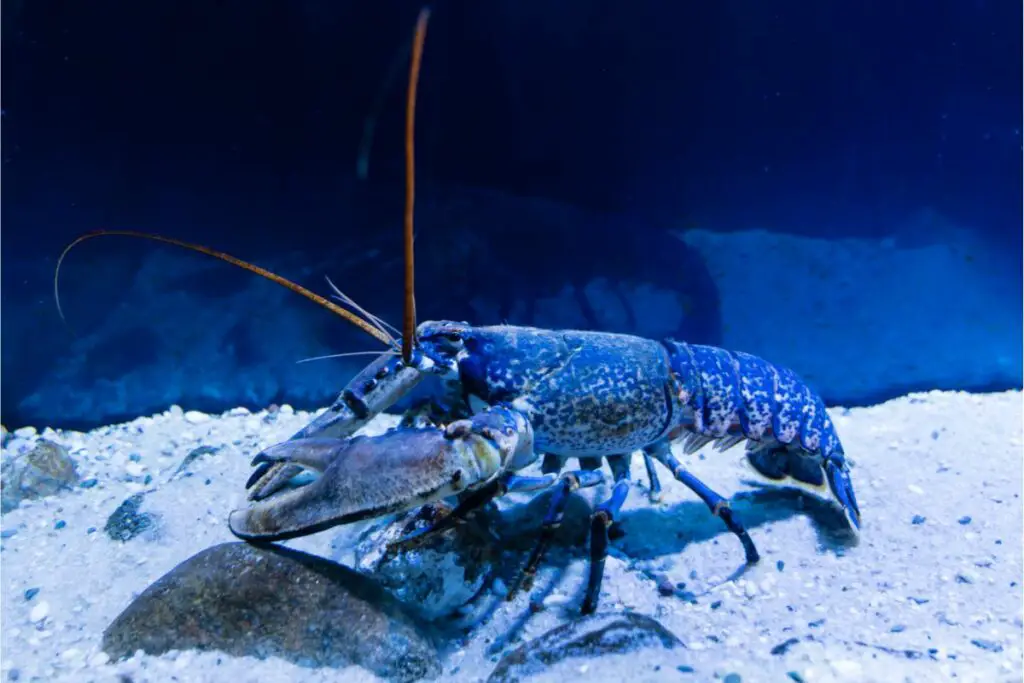Blue Lobster Spiritual Meaning