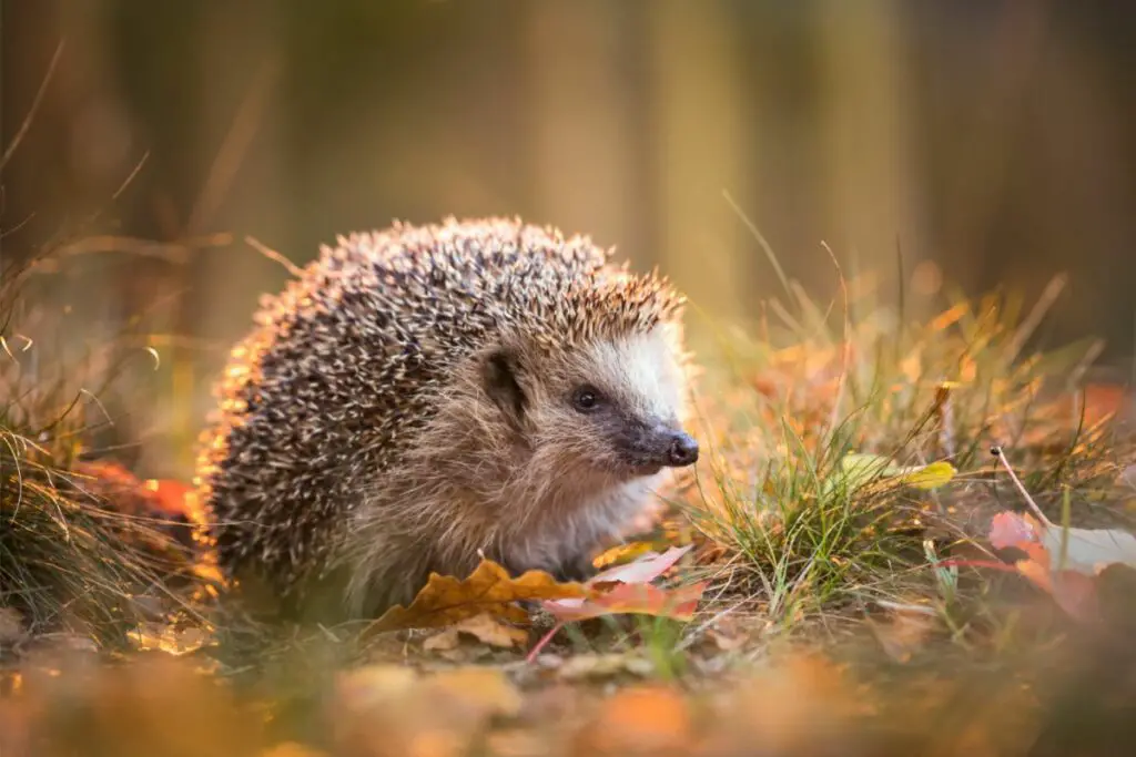 hedgehog spiritual meaning