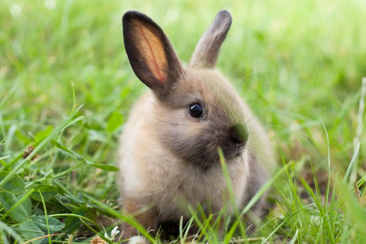 rabbit symbolism