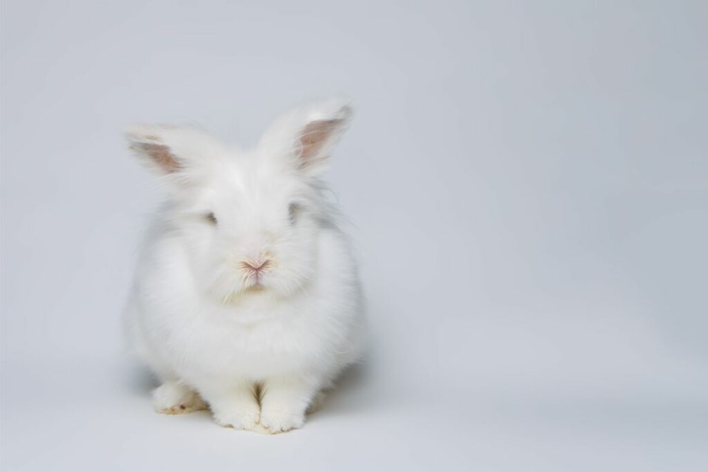 white rabbit symbolism