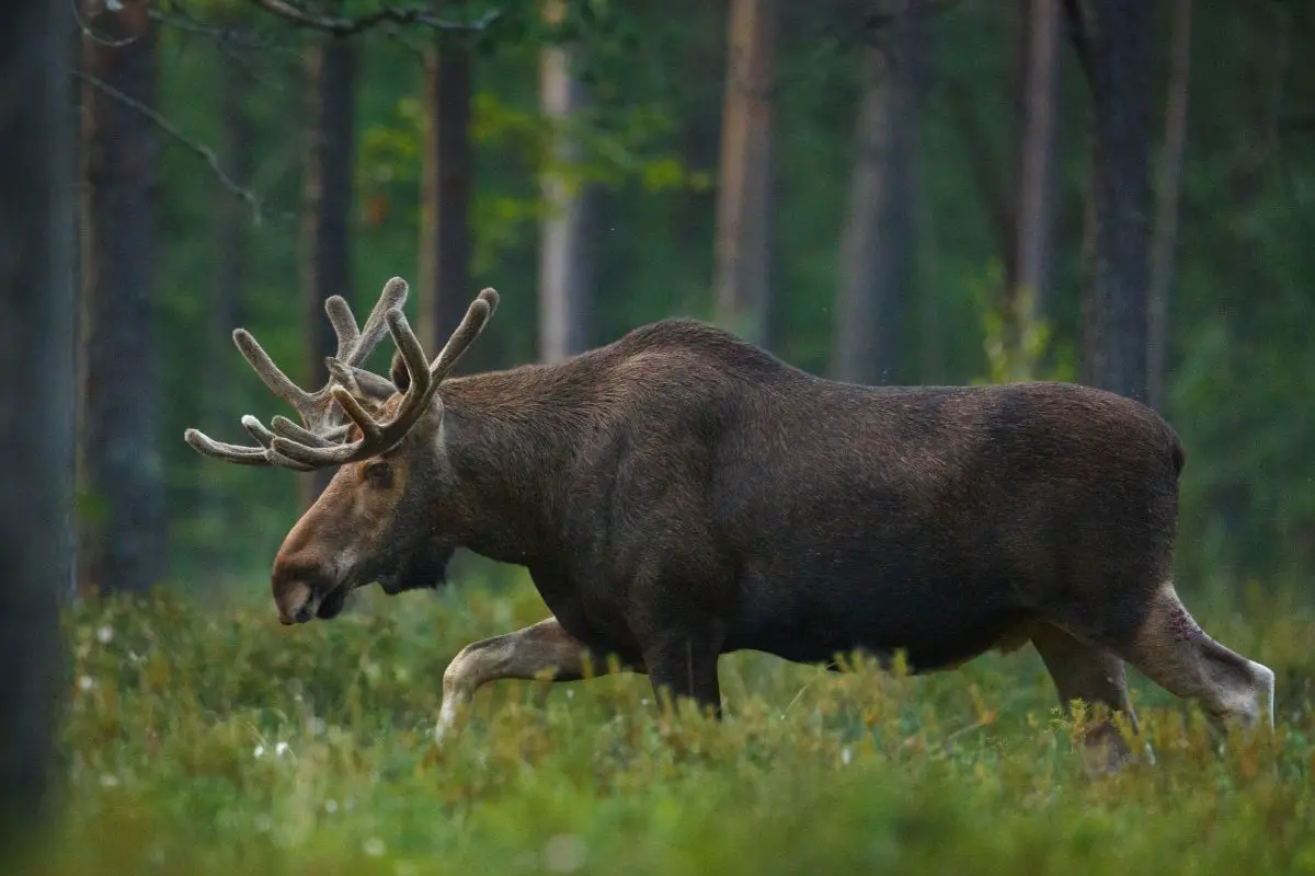The Moose Spirit Animal: Moose Symbolism And Dream Meaning Explained ...
