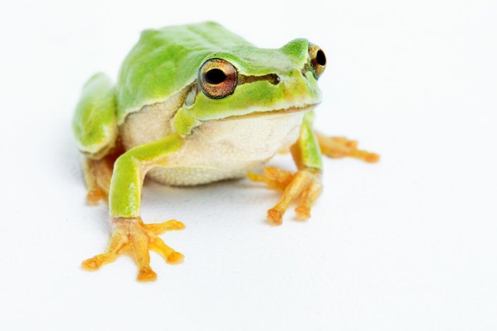 frog spiritual meaning