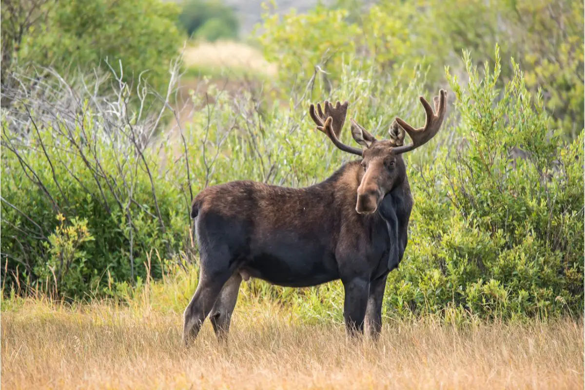 moose symbolism