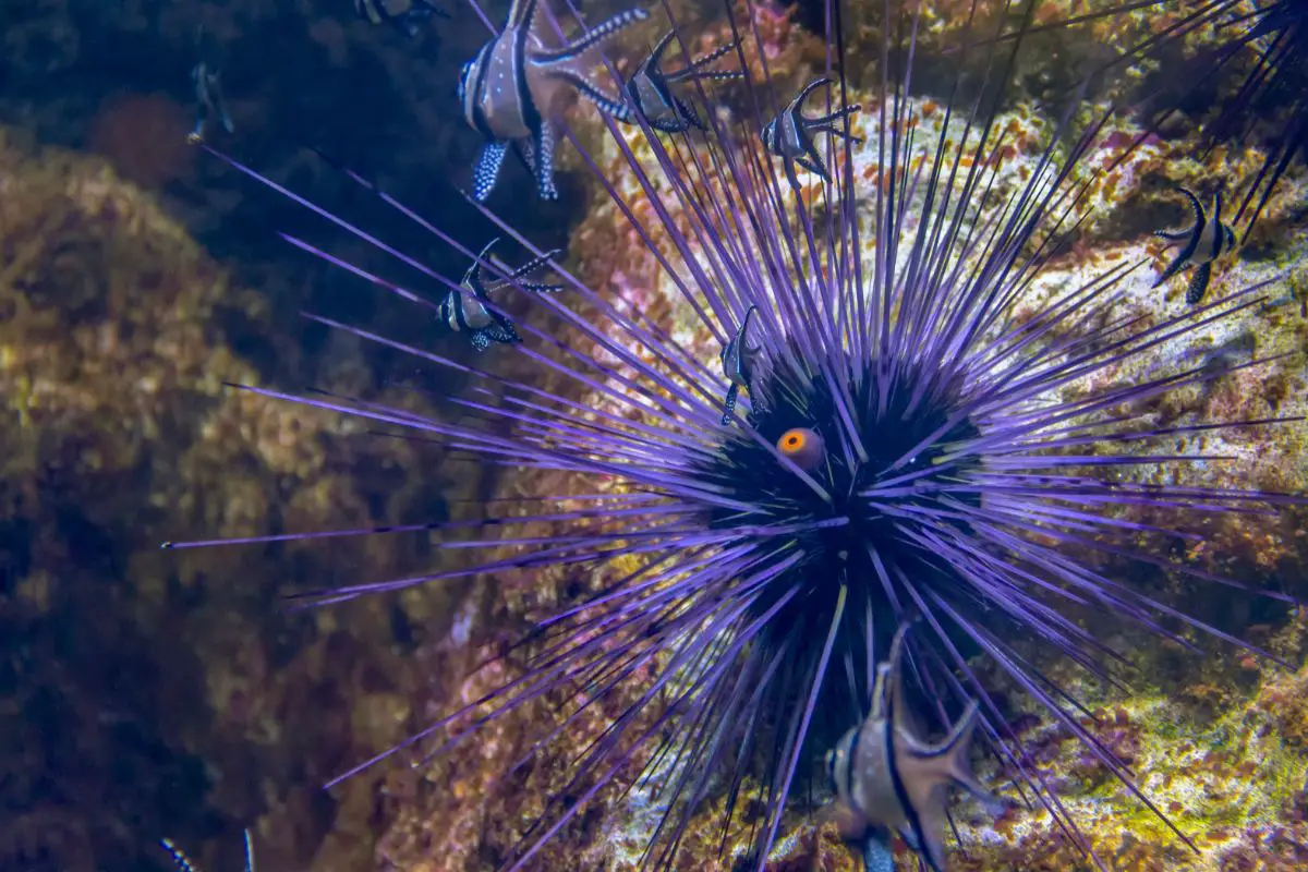 sea urchin symbolism