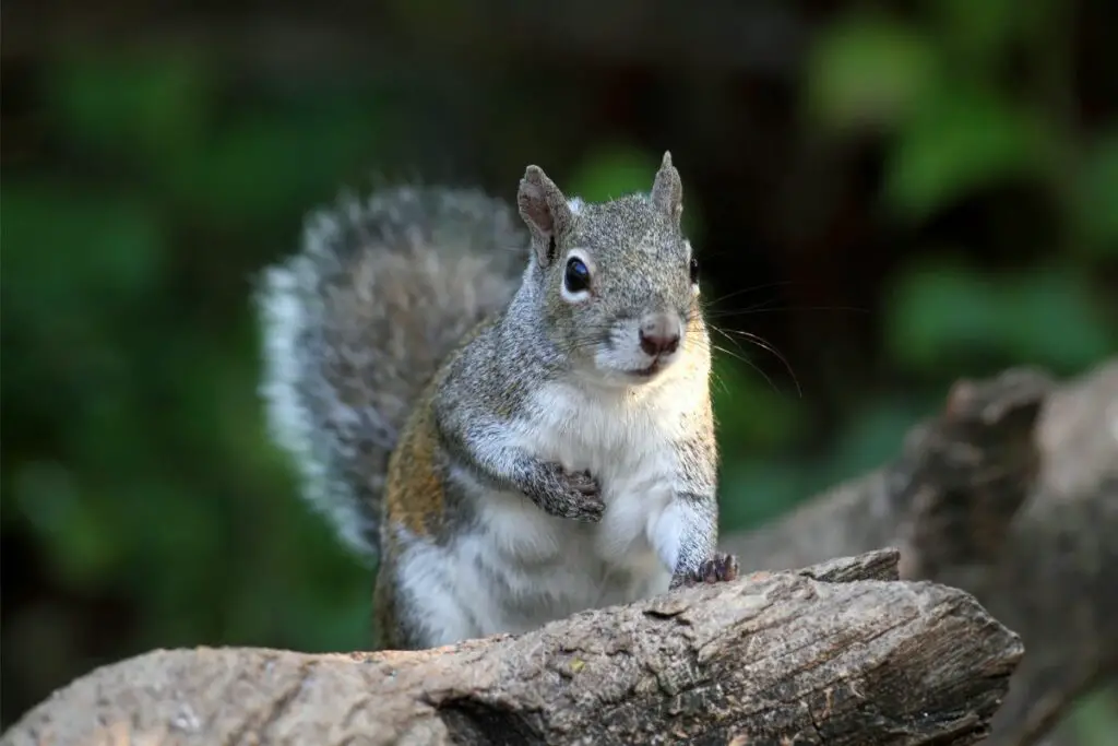 squirrel spiritual meaning