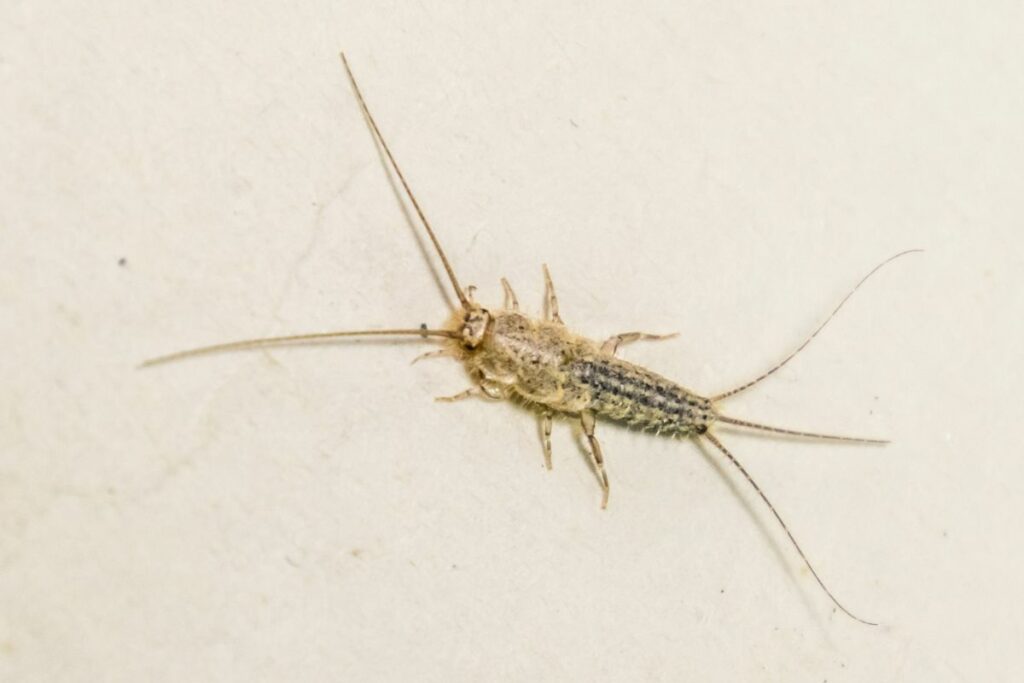 silverfish dream meaning