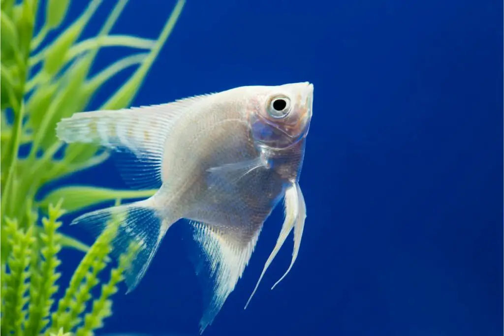 angelfish spirit animal