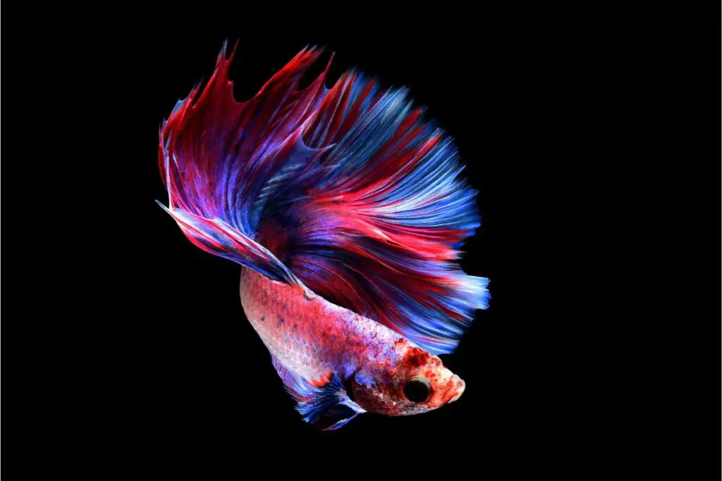 The Spiritual Meaning Of Betta Fish