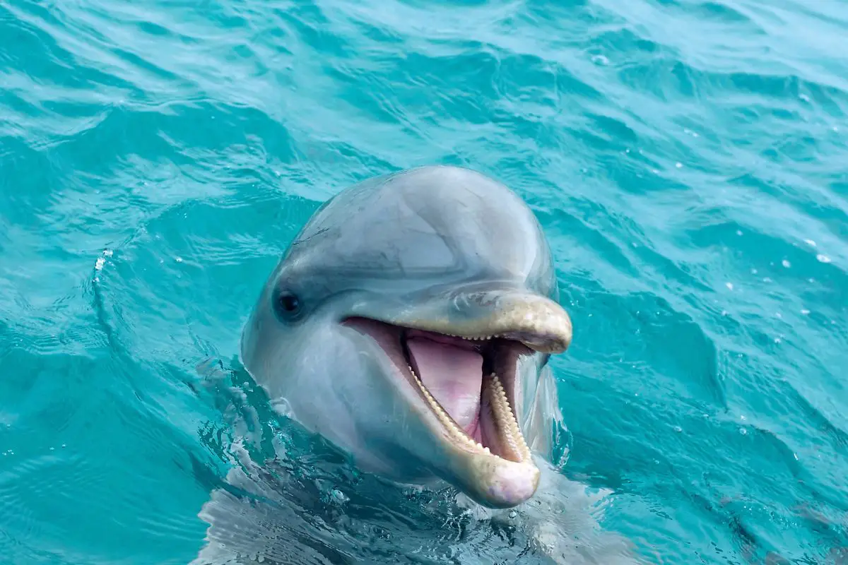 Dolphin symbolism