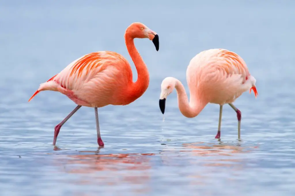 Flamingo symbolism