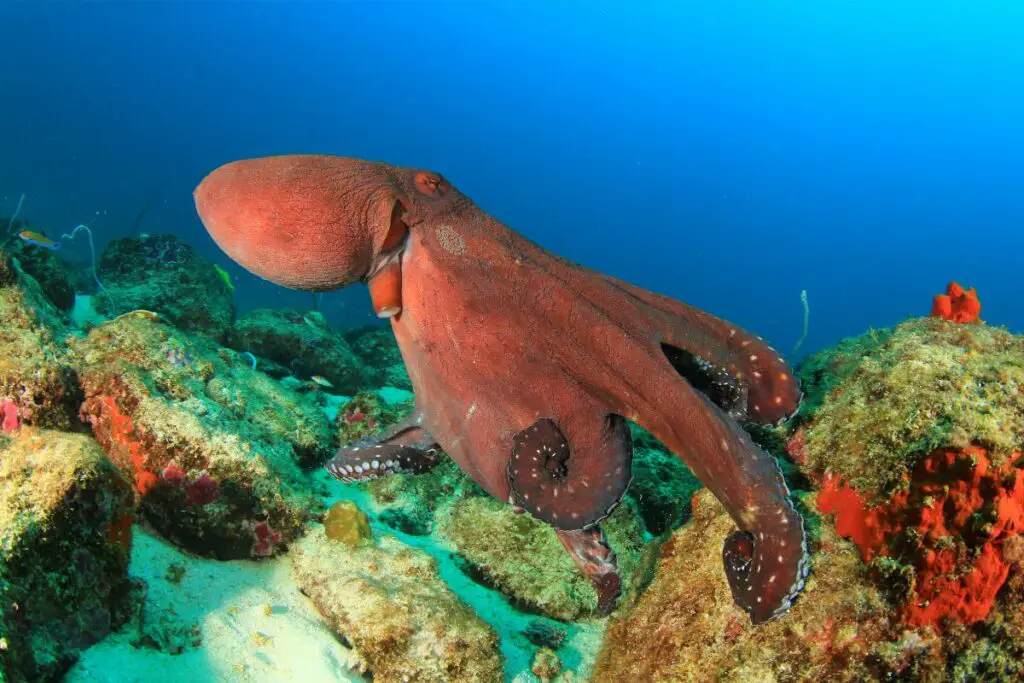 Octopus Symbolism