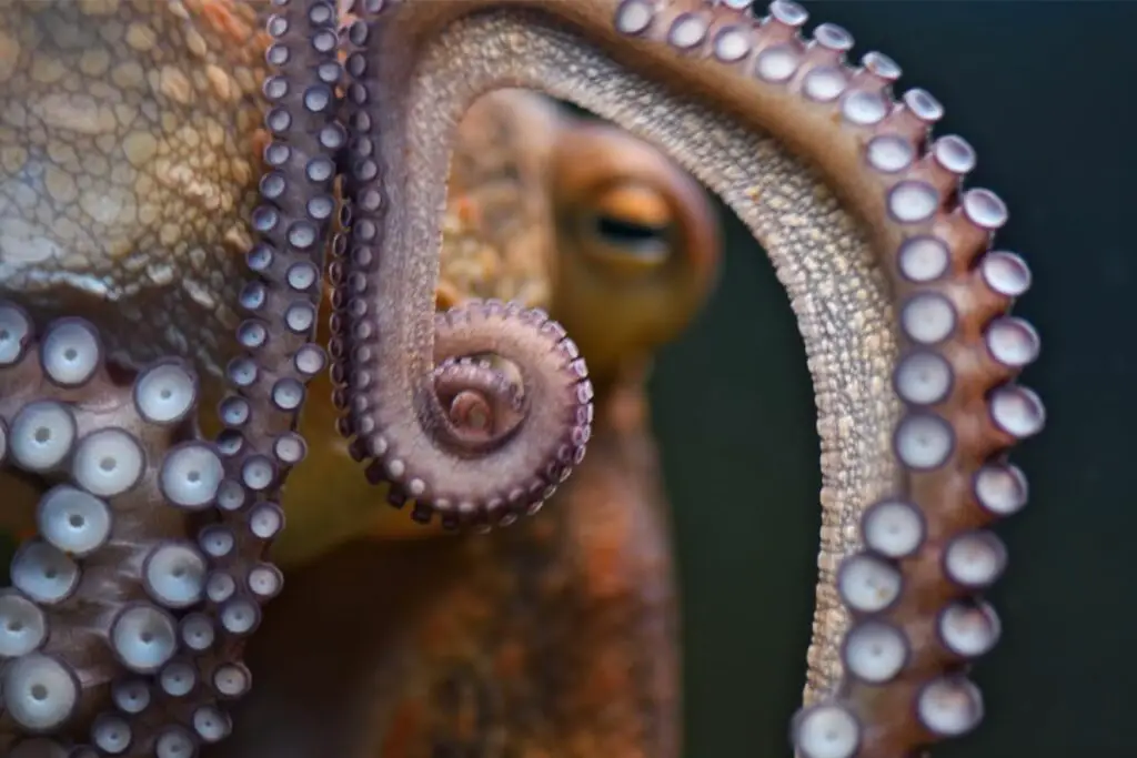 octopus dream meaning