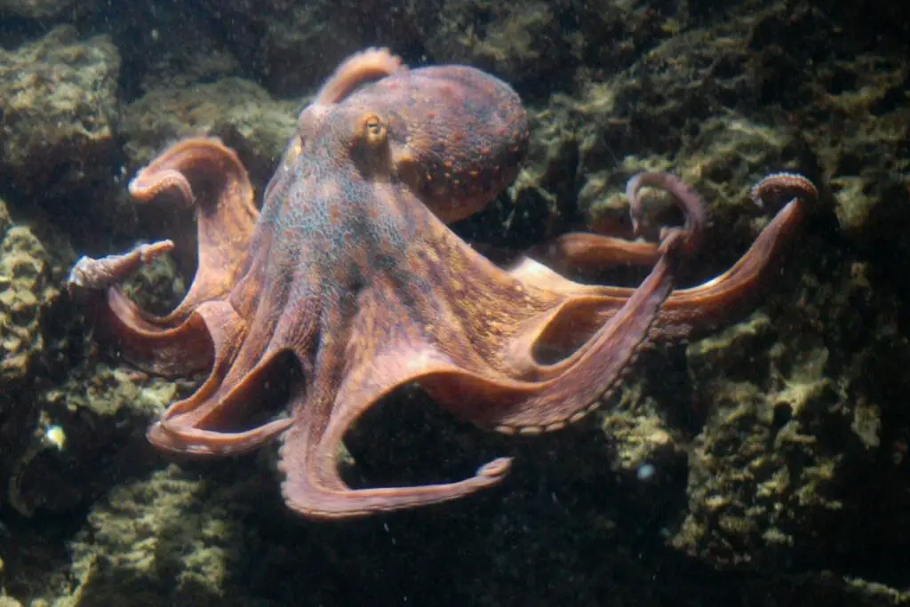 Octopus spirit animal