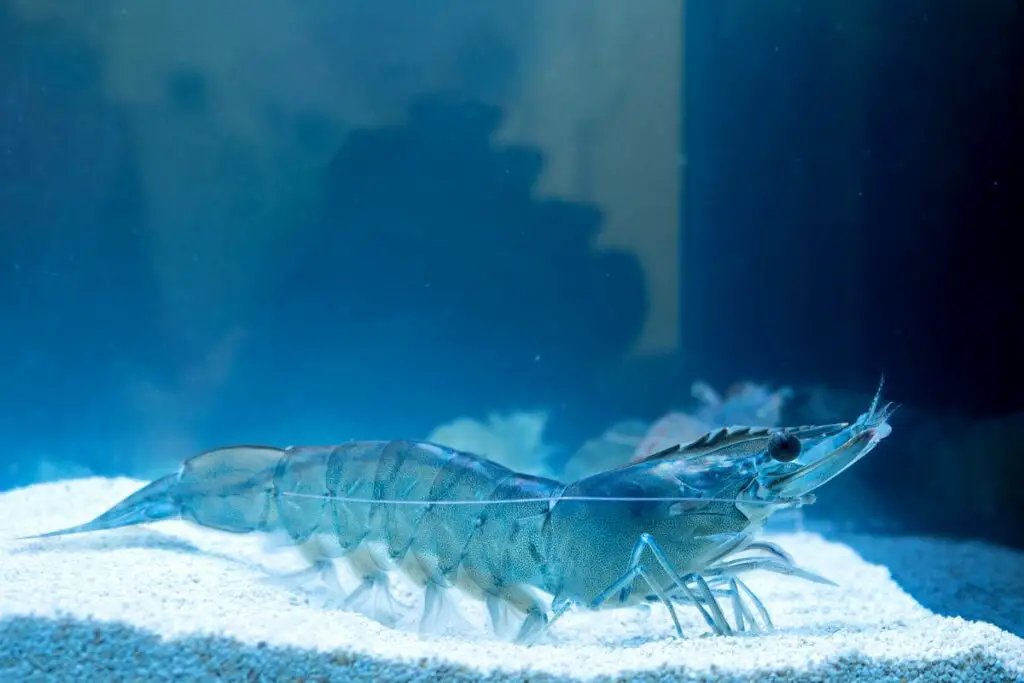 shrimp spirit animal