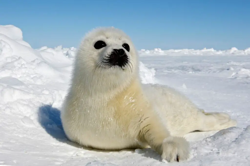 spiritual meaning of seals