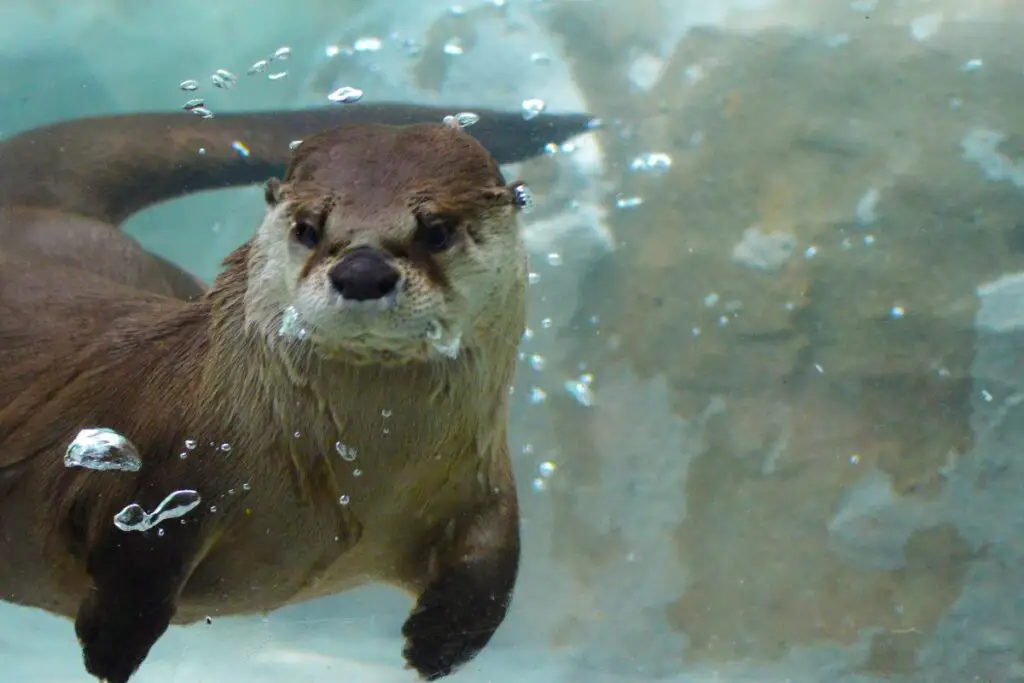 the spiritual meaning of otters