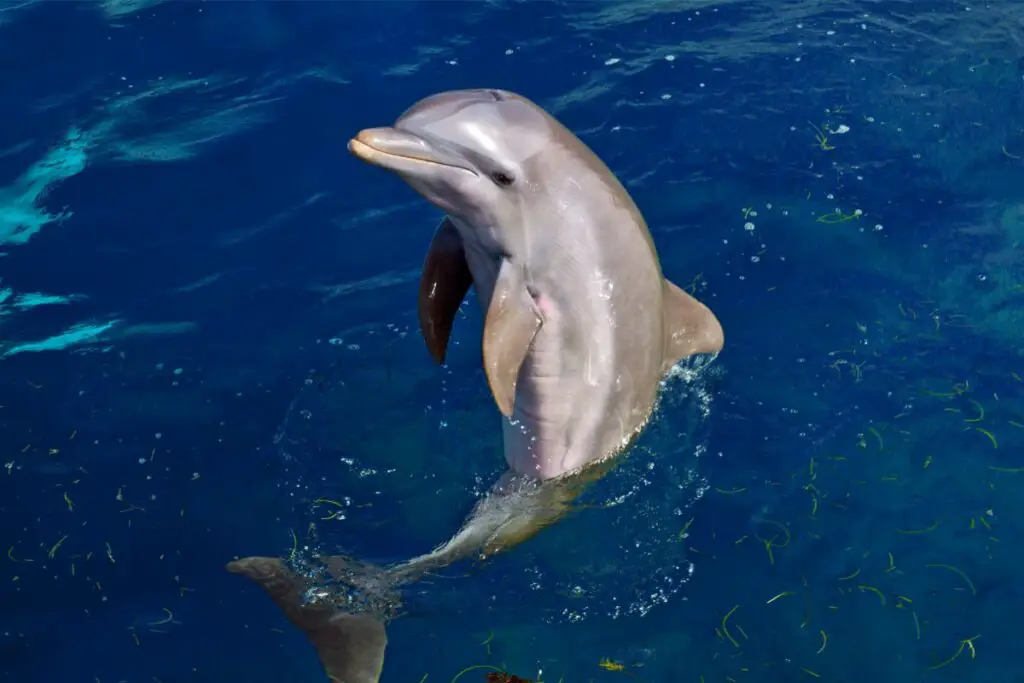 dolphin dreams