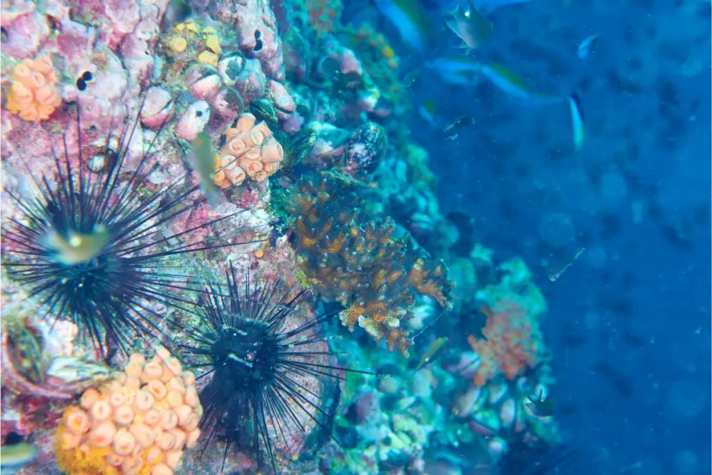 sea urchin dream meaning