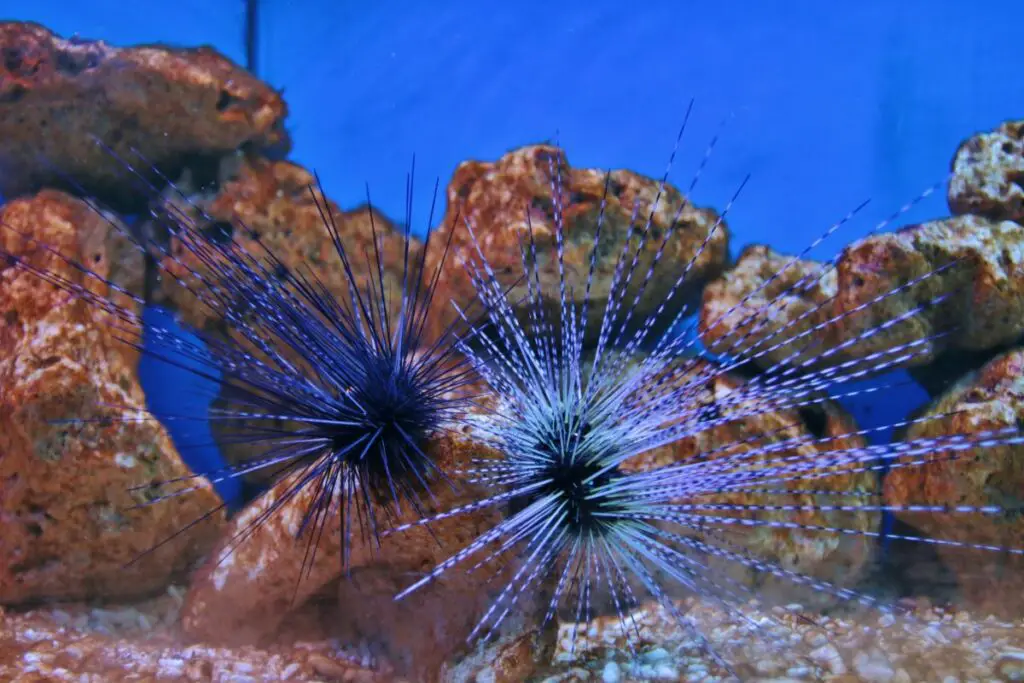 sea urchin spirit animal