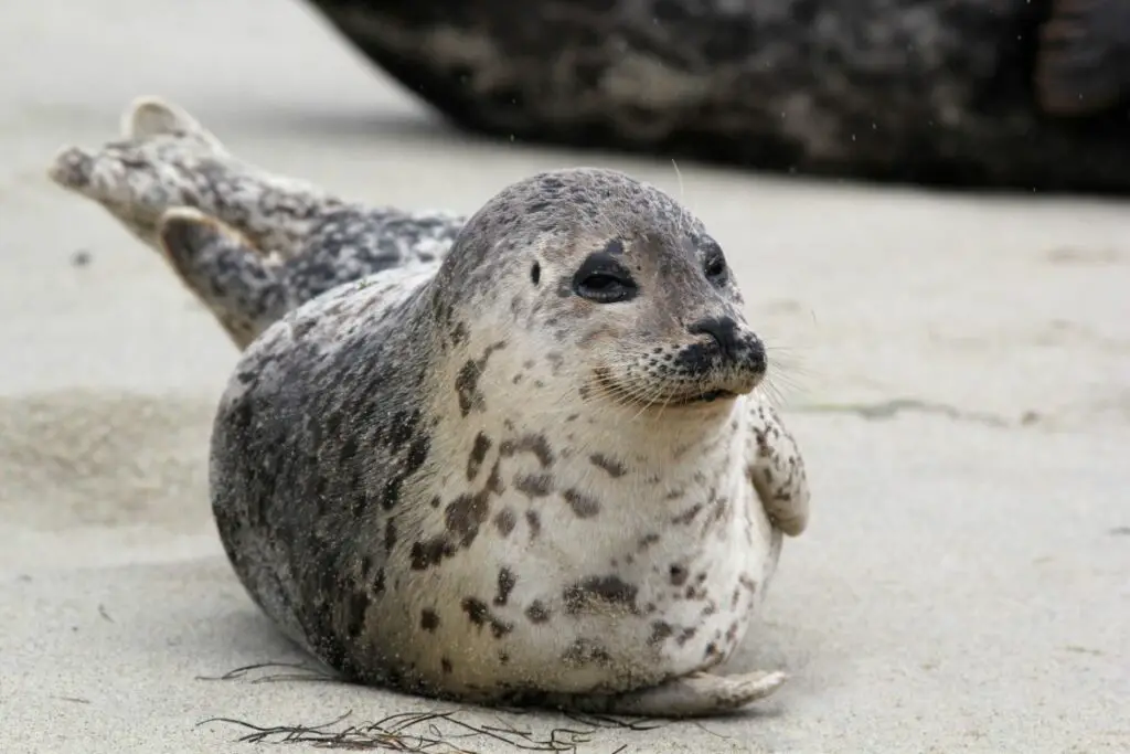 The seal spirit animal