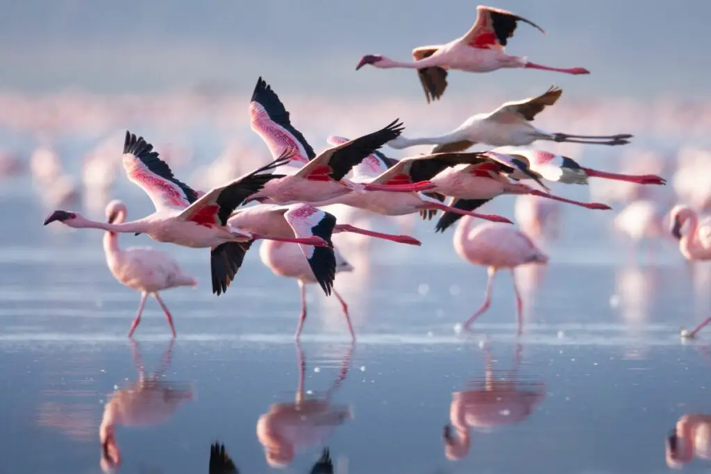 spiritual meaning of flamingos