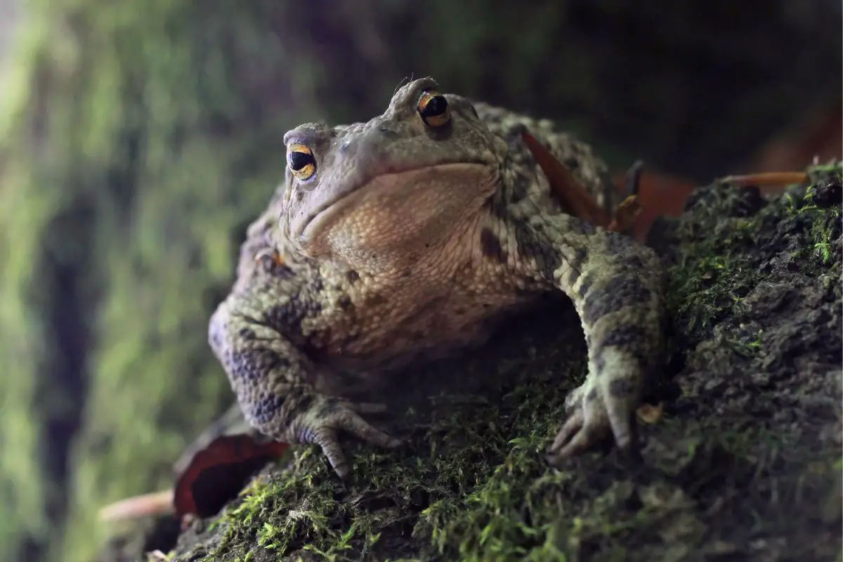 toad symbolism