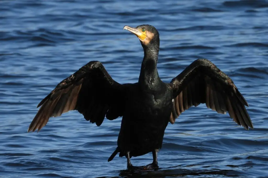 cormorant dream meaning