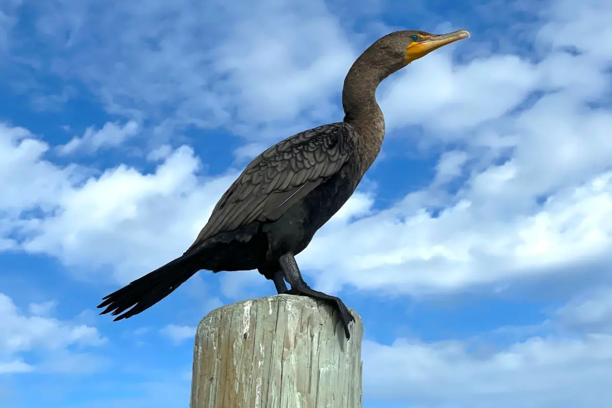 cormorant symbolism