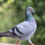 pigeon symbolism