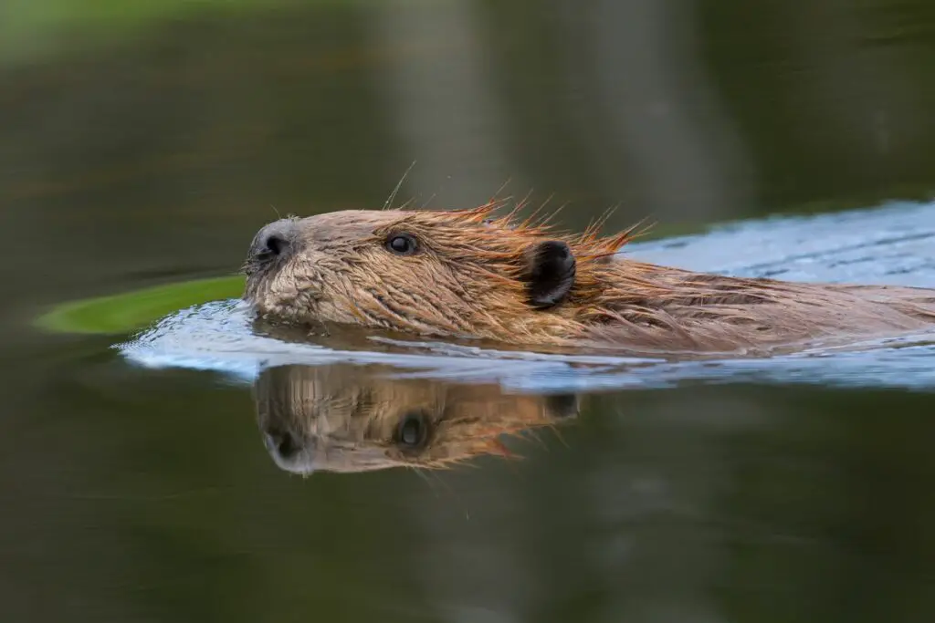 spiritual meaning of beavers