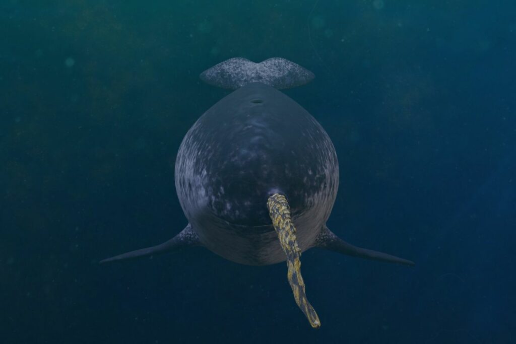 spiritual meaning of narwhals