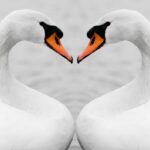Swan Symbolism