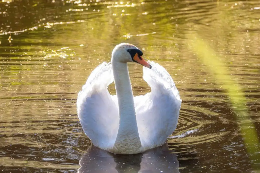 swan dream meaning