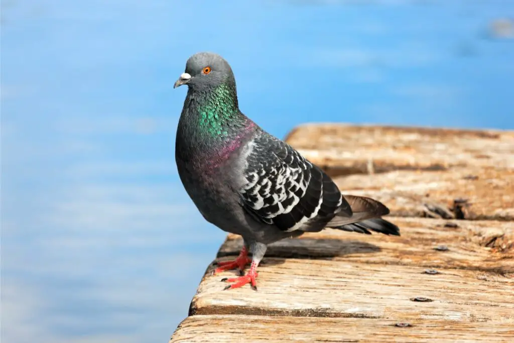 The Spiritual Meaning Of Pigeons