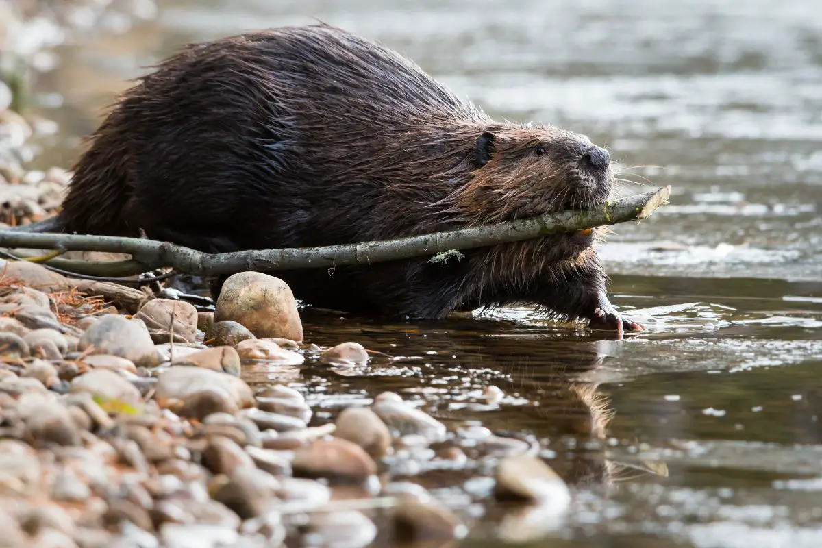 beaver symbolism