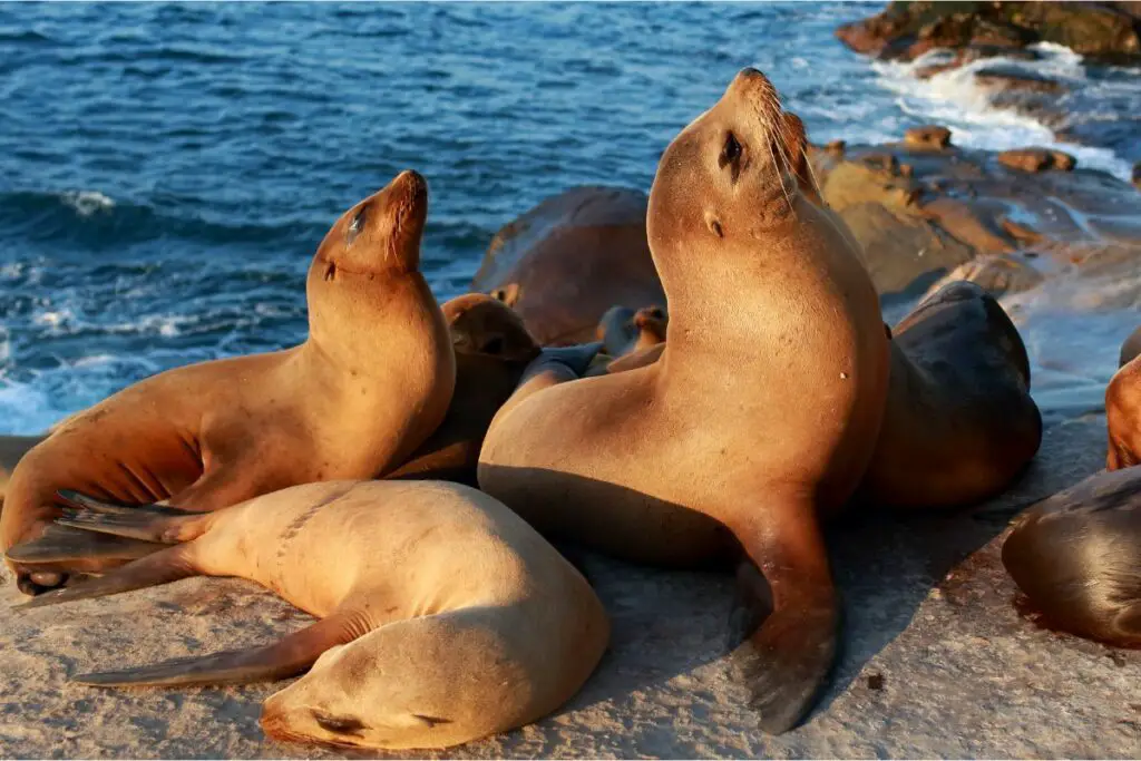 sea lion dream meaning