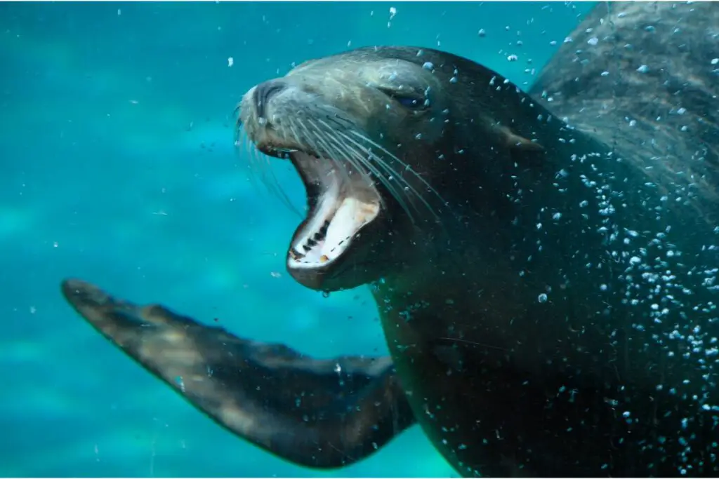 sea lion spirit animal