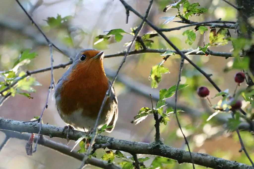 robin symbolism and spiritual meaning